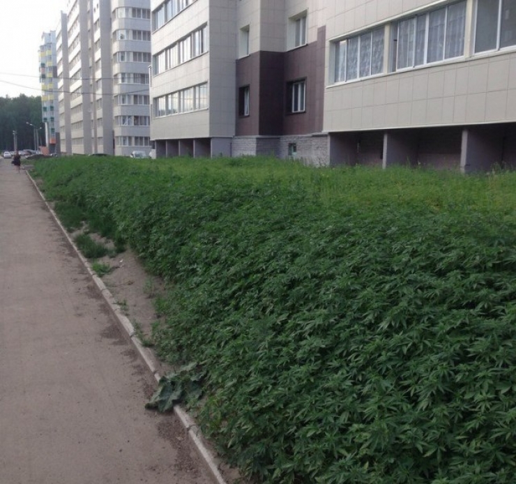 Illustration de l'article : Ils plantent du cannabis à la place du gazon, le résultat est inattendu