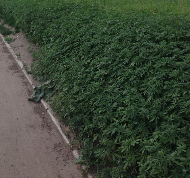 Illustration de l'article : Ils plantent du cannabis à la place du gazon, le résultat est inattendu