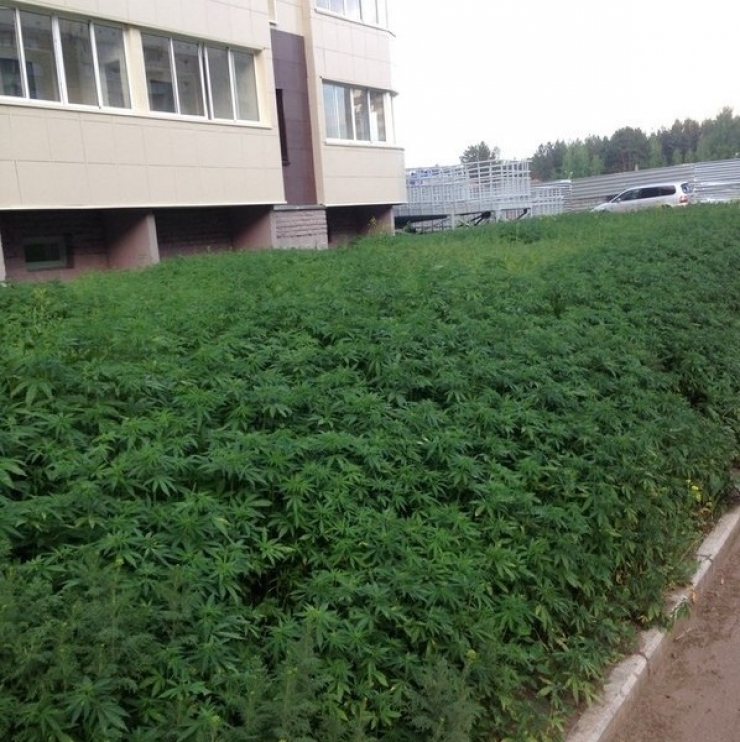 Illustration de l'article : Ils plantent du cannabis à la place du gazon, le résultat est inattendu