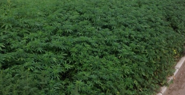 Illustration de l'article : Ils plantent du cannabis à la place du gazon, le résultat est inattendu