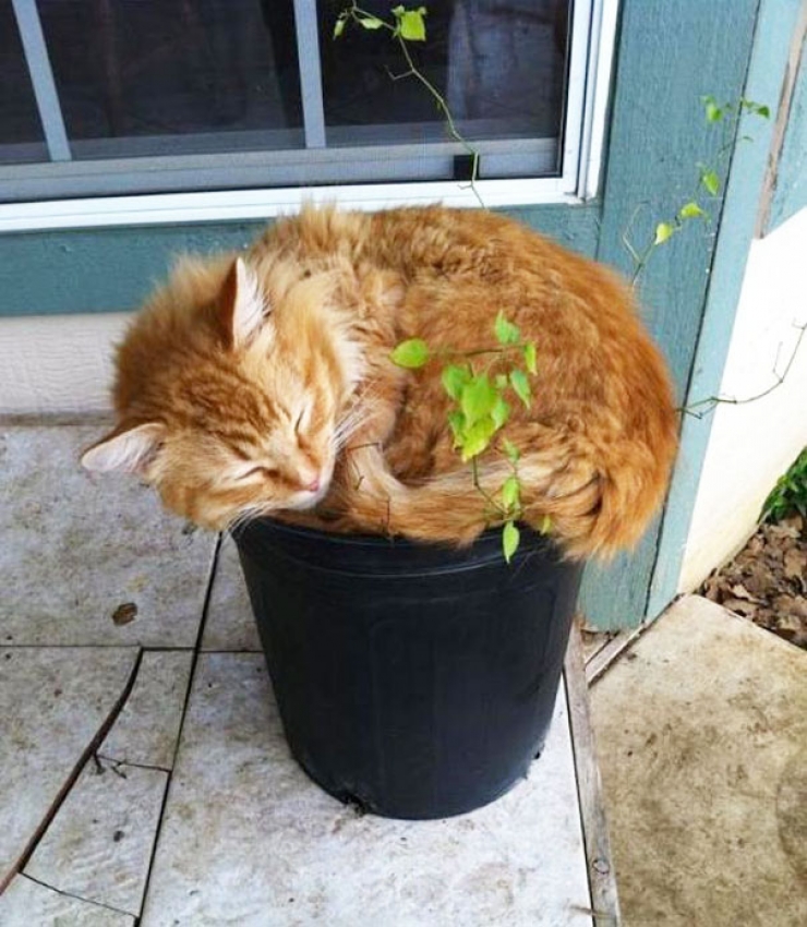 Illustration de l'article : Petite minute de détente avec ces 21 chats qui se prennent pour des plantes vertes...