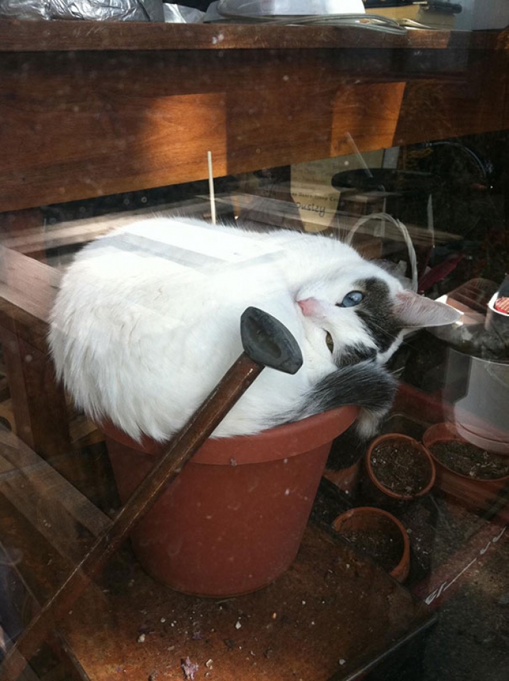 Illustration de l'article : Petite minute de détente avec ces 21 chats qui se prennent pour des plantes vertes...