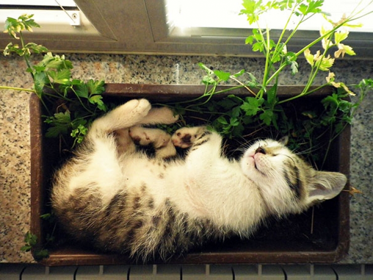 Illustration de l'article : Petite minute de détente avec ces 21 chats qui se prennent pour des plantes vertes...