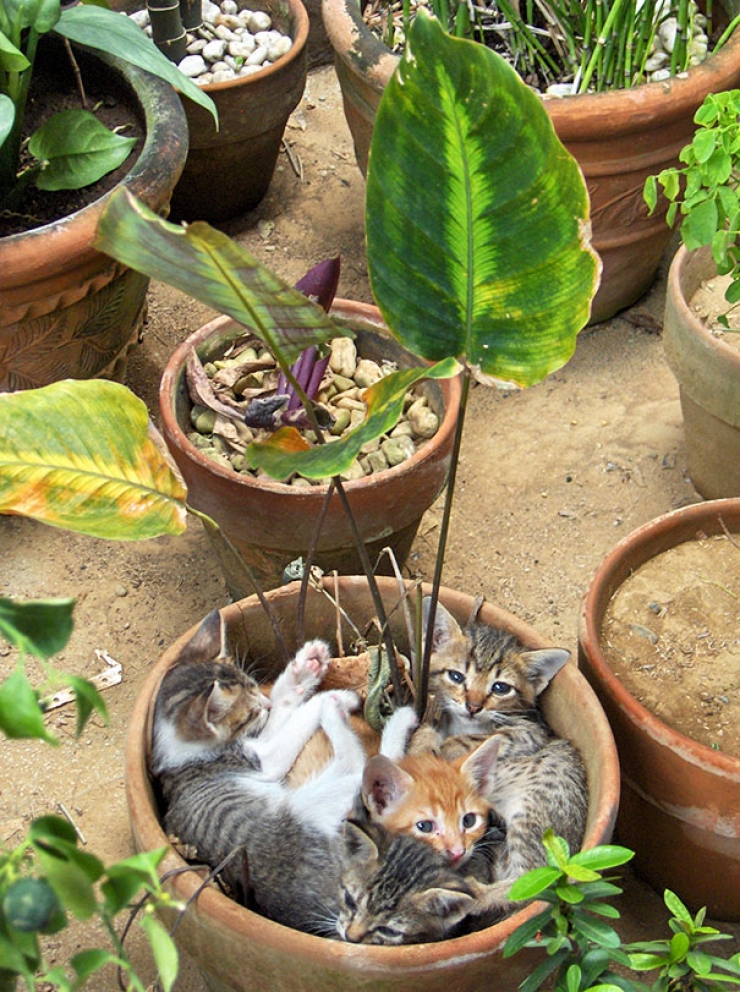 Illustration de l'article : Petite minute de détente avec ces 21 chats qui se prennent pour des plantes vertes...