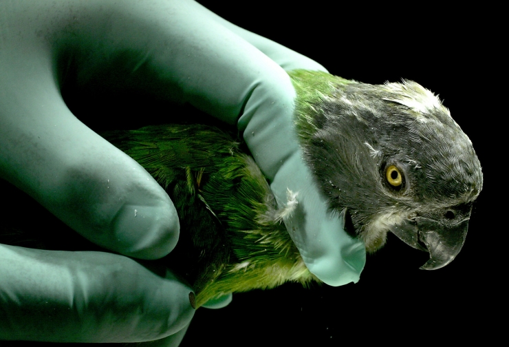 Illustration de l'article : 17 photos d'animaux sauvages pris en charge par des &eacute;quipes de v&eacute;t&eacute;rinaires