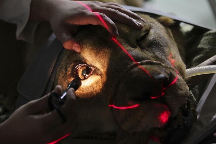 Illustration de l'article : 17 photos d'animaux sauvages pris en charge par des &eacute;quipes de v&eacute;t&eacute;rinaires