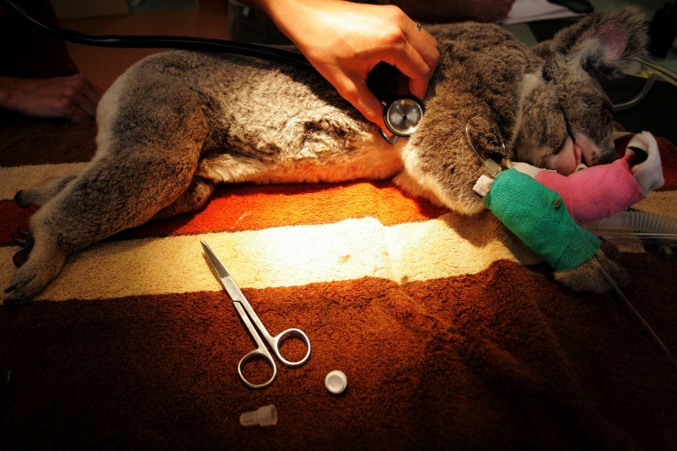 Illustration de l'article : 17 photos d'animaux sauvages pris en charge par des &eacute;quipes de v&eacute;t&eacute;rinaires