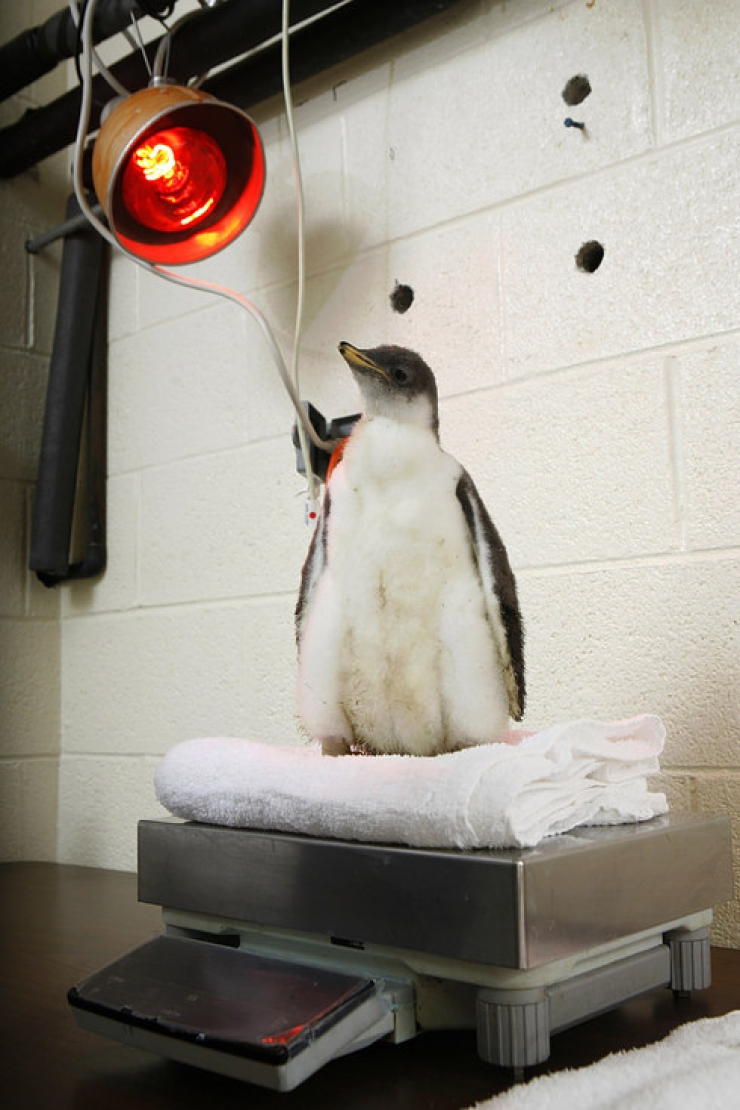 Illustration de l'article : 17 photos d'animaux sauvages pris en charge par des &eacute;quipes de v&eacute;t&eacute;rinaires