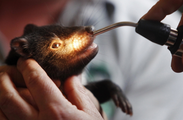 Illustration de l'article : 17 photos d'animaux sauvages pris en charge par des &eacute;quipes de v&eacute;t&eacute;rinaires