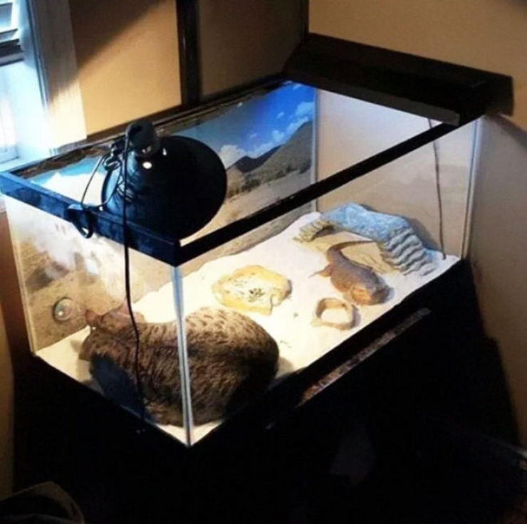 Illustration de l'article : 18 photos d'animaux qui se d&eacute;brouillent pour &ecirc;tre au chaud