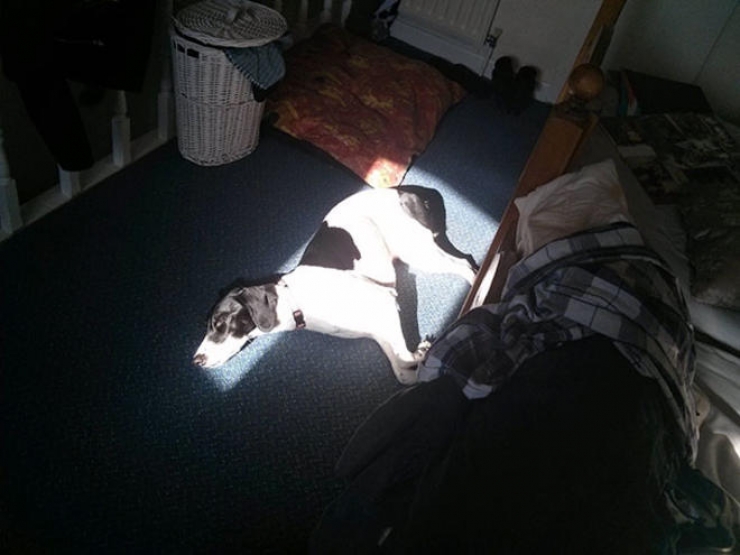 Illustration de l'article : 18 photos d'animaux qui se d&eacute;brouillent pour &ecirc;tre au chaud