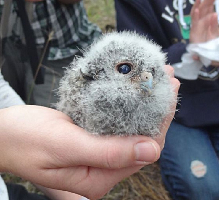 Illustration de l'article : Comment ne pas craquer face à ces 22 animaux qui tiennent dans le creux de la main