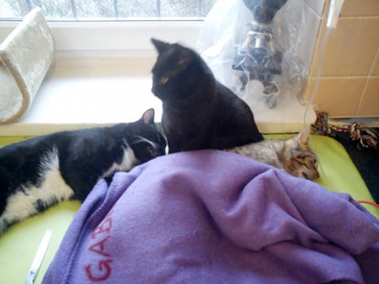 Illustration de l'article : Depuis qu'il a &eacute;t&eacute; sauv&eacute;, ce chat s'occupe des autres animaux qui arrivent au Refuge ! ADORABLE !