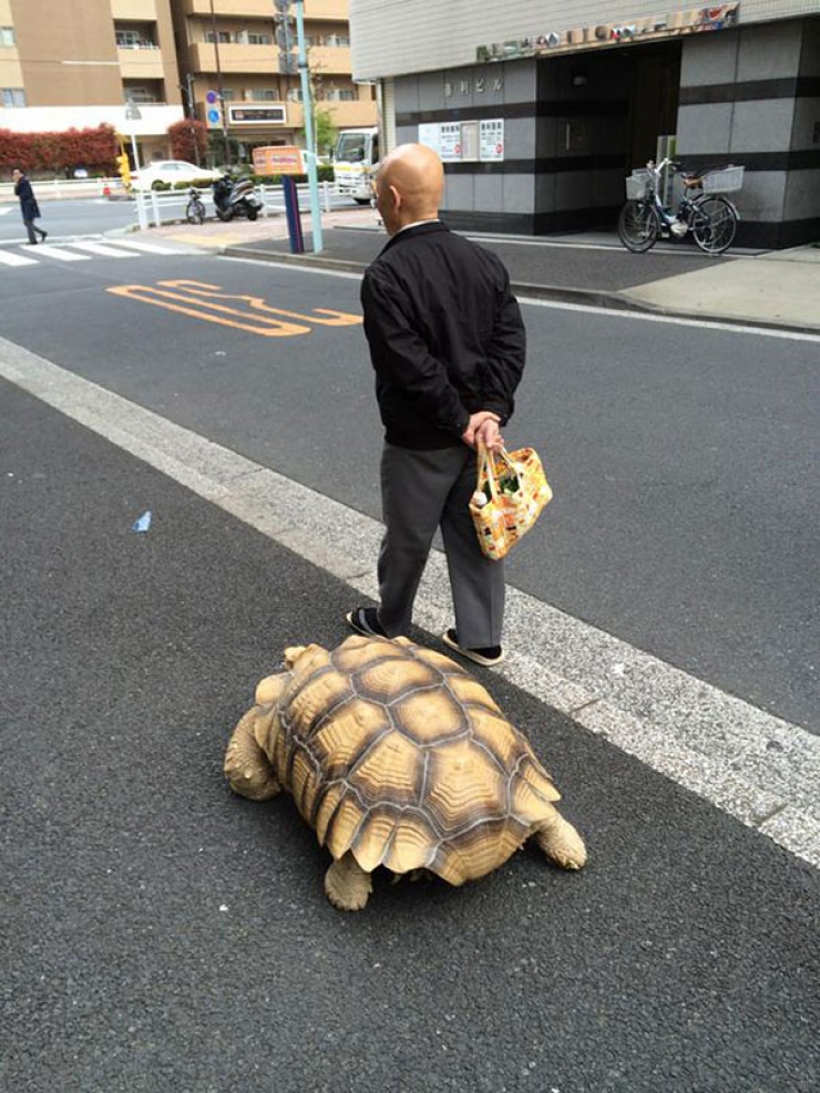 Illustration de l'article : Il promène tranquillement sa tortue géante dans les rues de Tokyo