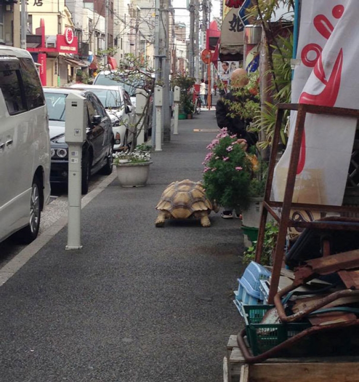 Illustration de l'article : Il prom&egrave;ne tranquillement sa tortue g&eacute;ante dans les rues de Tokyo