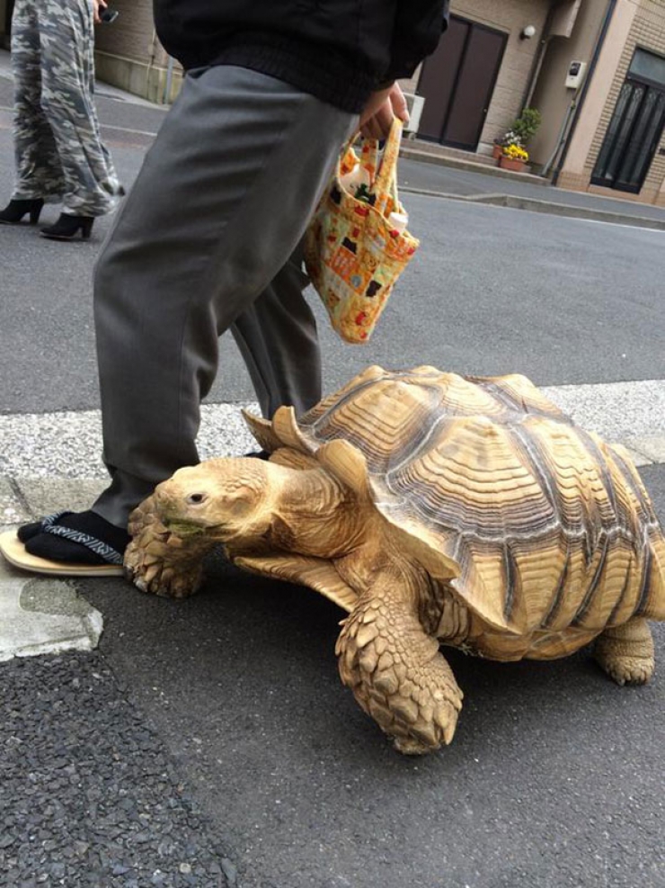 Illustration de l'article : Il promène tranquillement sa tortue géante dans les rues de Tokyo