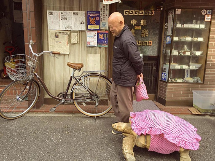 Illustration de l'article : Il promène tranquillement sa tortue géante dans les rues de Tokyo