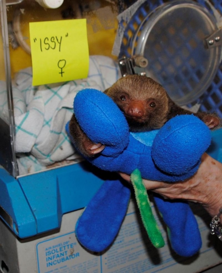 Illustration de l'article : 20 bébés animaux juste après leur naissance