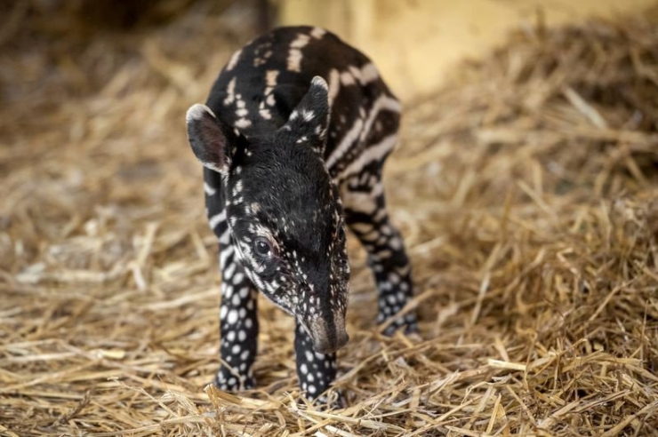 Illustration de l'article : 20 bébés animaux juste après leur naissance