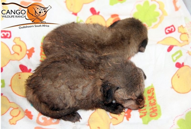 Illustration de l'article : 20 bébés animaux juste après leur naissance