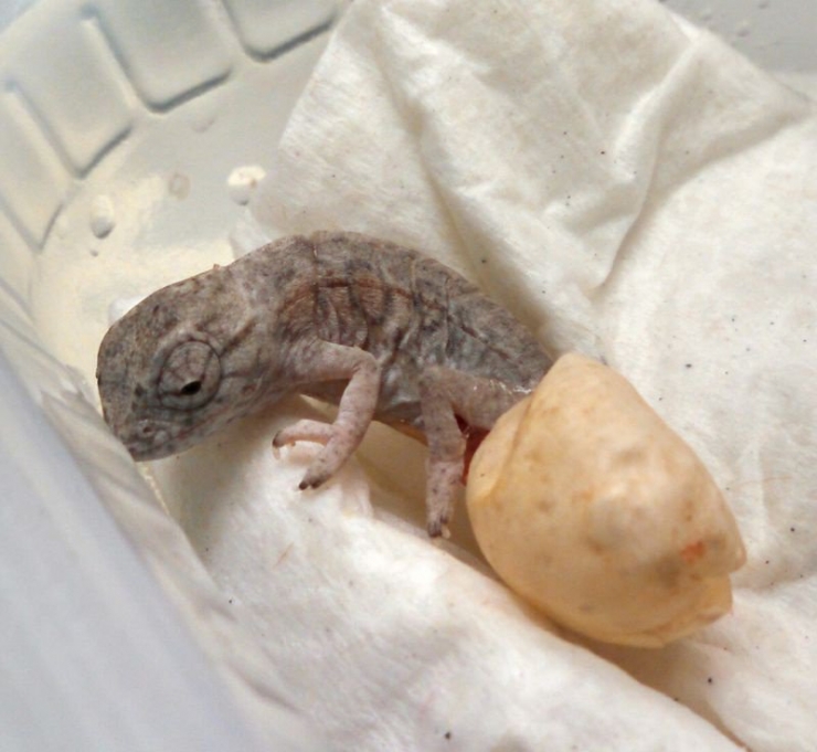 Illustration de l'article : 20 bébés animaux juste après leur naissance