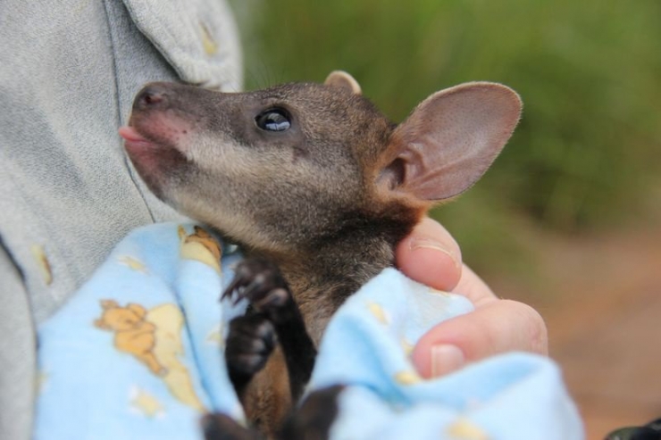 Illustration de l'article : 20 bébés animaux juste après leur naissance