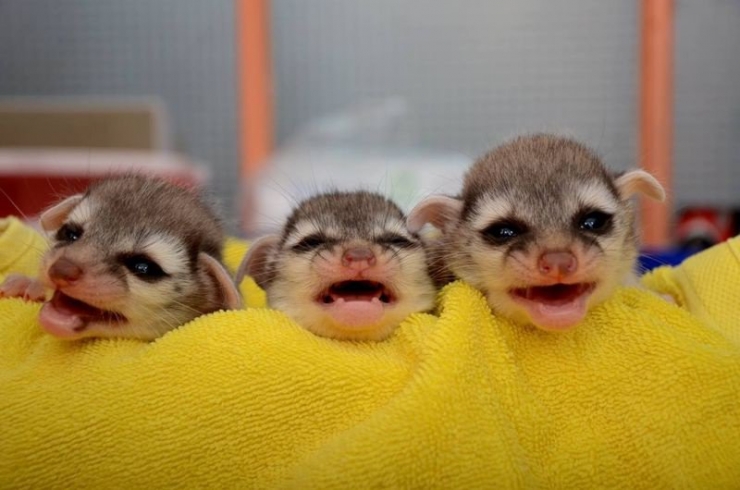 Illustration de l'article : 20 bébés animaux juste après leur naissance