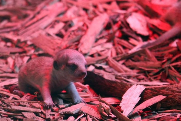 Illustration de l'article : 20 bébés animaux juste après leur naissance