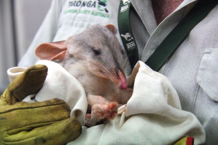 Illustration de l'article : 20 bébés animaux juste après leur naissance