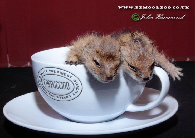 Illustration de l'article : 20 bébés animaux juste après leur naissance