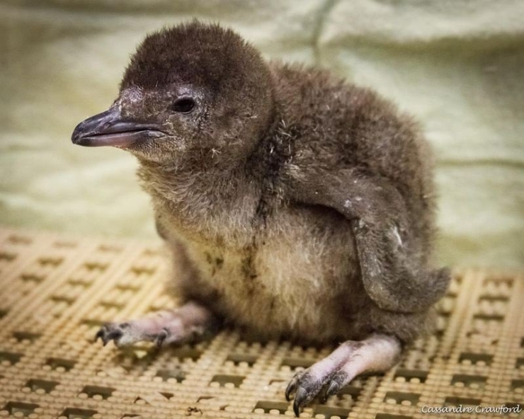 Illustration de l'article : 20 bébés animaux juste après leur naissance