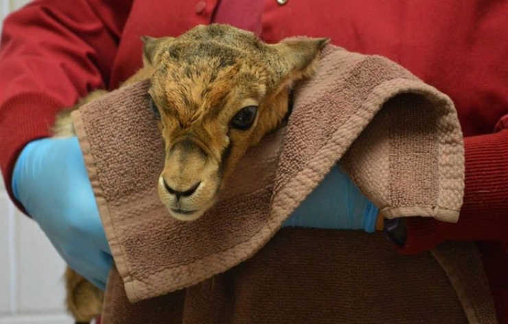 Illustration de l'article : 20 bébés animaux juste après leur naissance