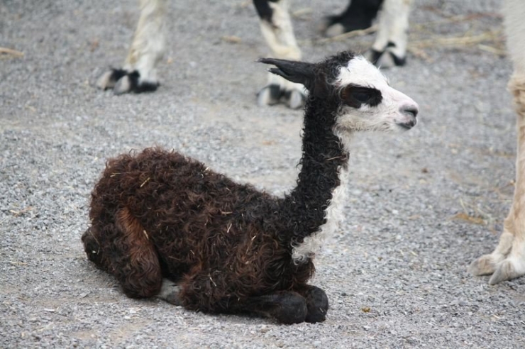 Illustration de l'article : 20 bébés animaux juste après leur naissance