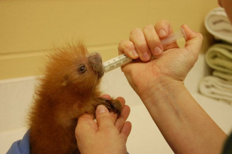 Illustration de l'article : 20 bébés animaux juste après leur naissance