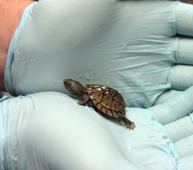 Illustration de l'article : 20 bébés animaux juste après leur naissance