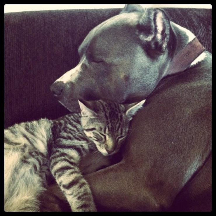 Illustration de l'article : Ces 10 chats ne risquent rien entre les pattes de leurs amis pitbulls 