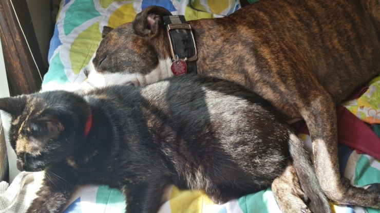 Illustration de l'article : Ces 10 chats ne risquent rien entre les pattes de leurs amis pitbulls 