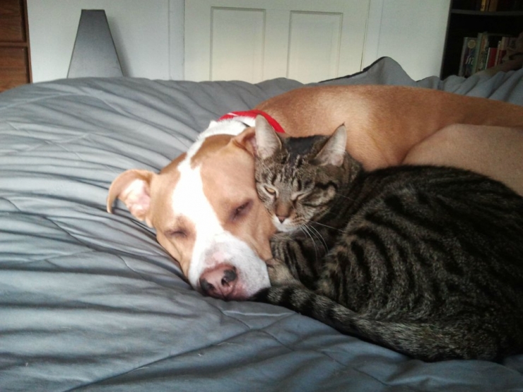 Illustration de l'article : Ces 10 chats ne risquent rien entre les pattes de leurs amis pitbulls 