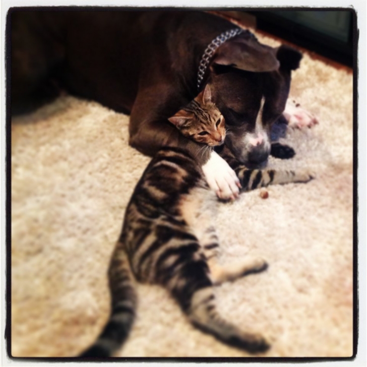 Illustration de l'article : Ces 10 chats ne risquent rien entre les pattes de leurs amis pitbulls 