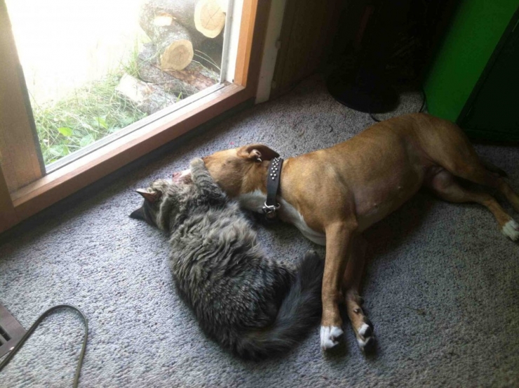 Illustration de l'article : Ces 10 chats ne risquent rien entre les pattes de leurs amis pitbulls 