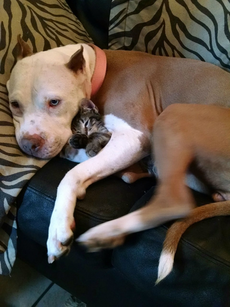 Illustration de l'article : Ces 10 chats ne risquent rien entre les pattes de leurs amis pitbulls 