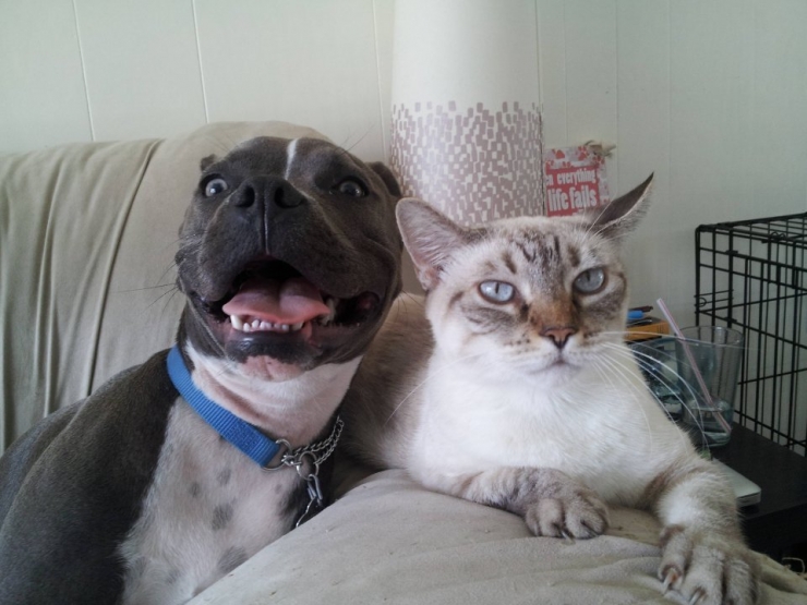 Illustration de l'article : Ces 10 chats ne risquent rien entre les pattes de leurs amis pitbulls 