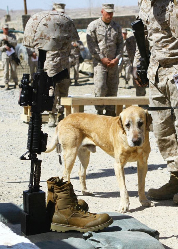 Illustration de l'article : Petite minute de tendresse avec ces soldats accompagnés de leurs meilleurs amis...Leurs animaux !