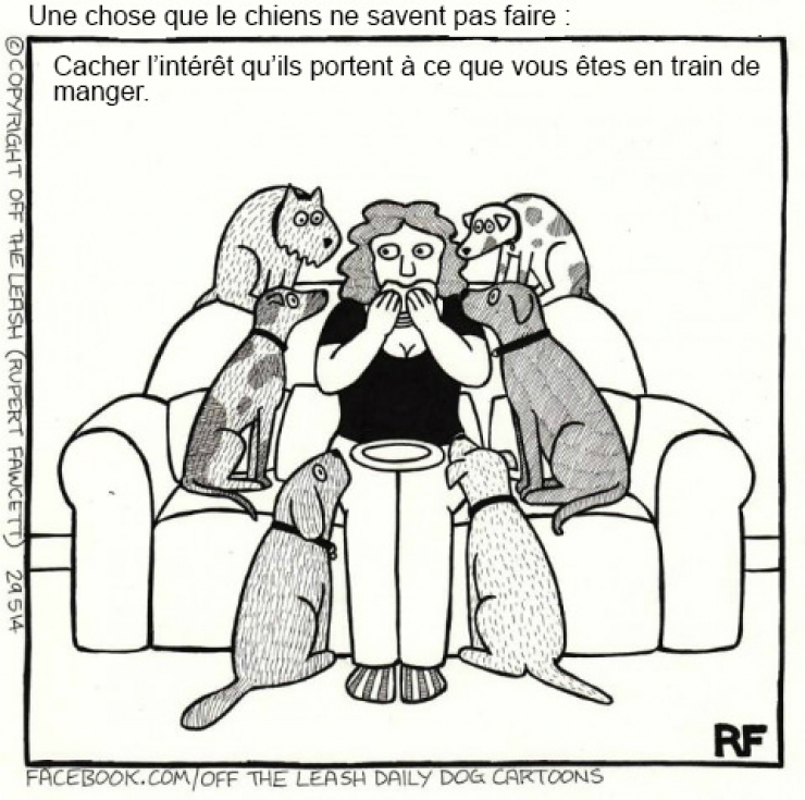 Illustration de l'article : Voici ce que vous pourriez capter si vous arriviez à lire dans les pensées des chiens !