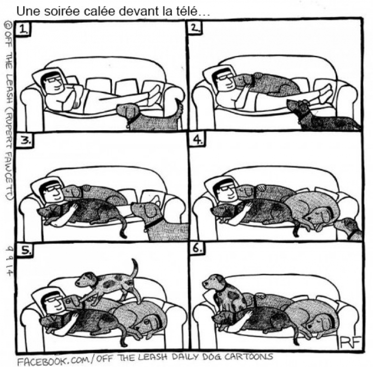 Illustration de l'article : Voici ce que vous pourriez capter si vous arriviez à lire dans les pensées des chiens !