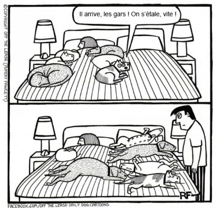 Illustration de l'article : Voici ce que vous pourriez capter si vous arriviez à lire dans les pensées des chiens !