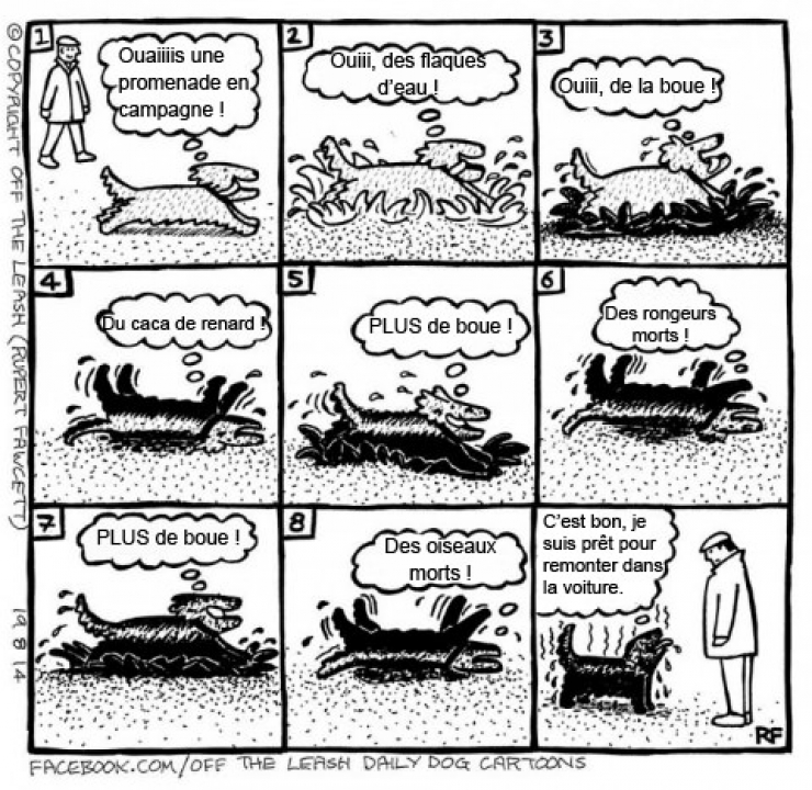 Illustration de l'article : Voici ce que vous pourriez capter si vous arriviez à lire dans les pensées des chiens !