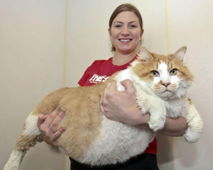 Des Plus Gros Chats Presents Sur Terre Ils Sont Magnifiques Des Plus Gros Chats Presents Sur Terre Ils Sont Magnifiques