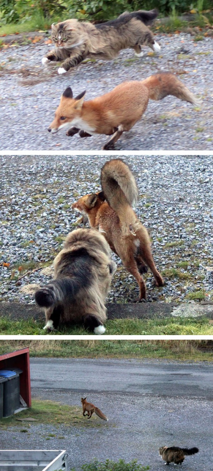 Illustration de l'article : 20 des plus gros chats présents sur terre ! Ils sont magnifiques !