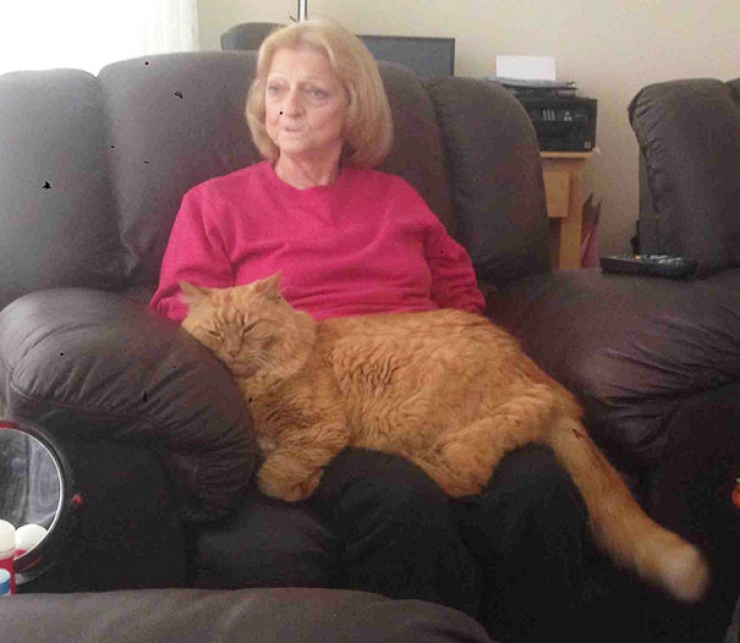 Illustration de l'article : 20 des plus gros chats présents sur terre ! Ils sont magnifiques !